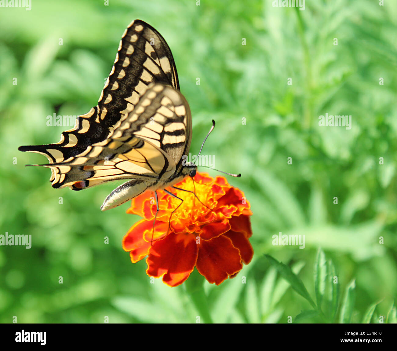 Papilio Machaon (papillon) assis sur la fleur (marigold) Banque D'Images