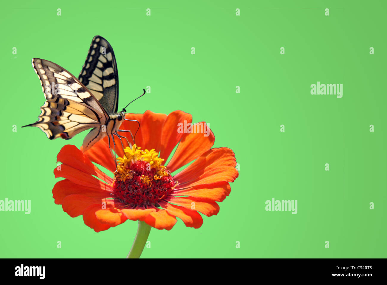 Papilio Machaon (papillon) assis sur la fleur (zinnia) sur fond propre grean Banque D'Images