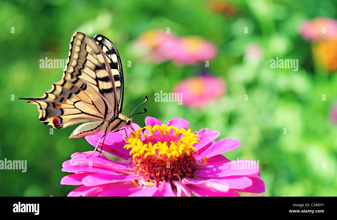 Papilio Machaon (papillon) assis sur la fleur (zinnia) Banque D'Images