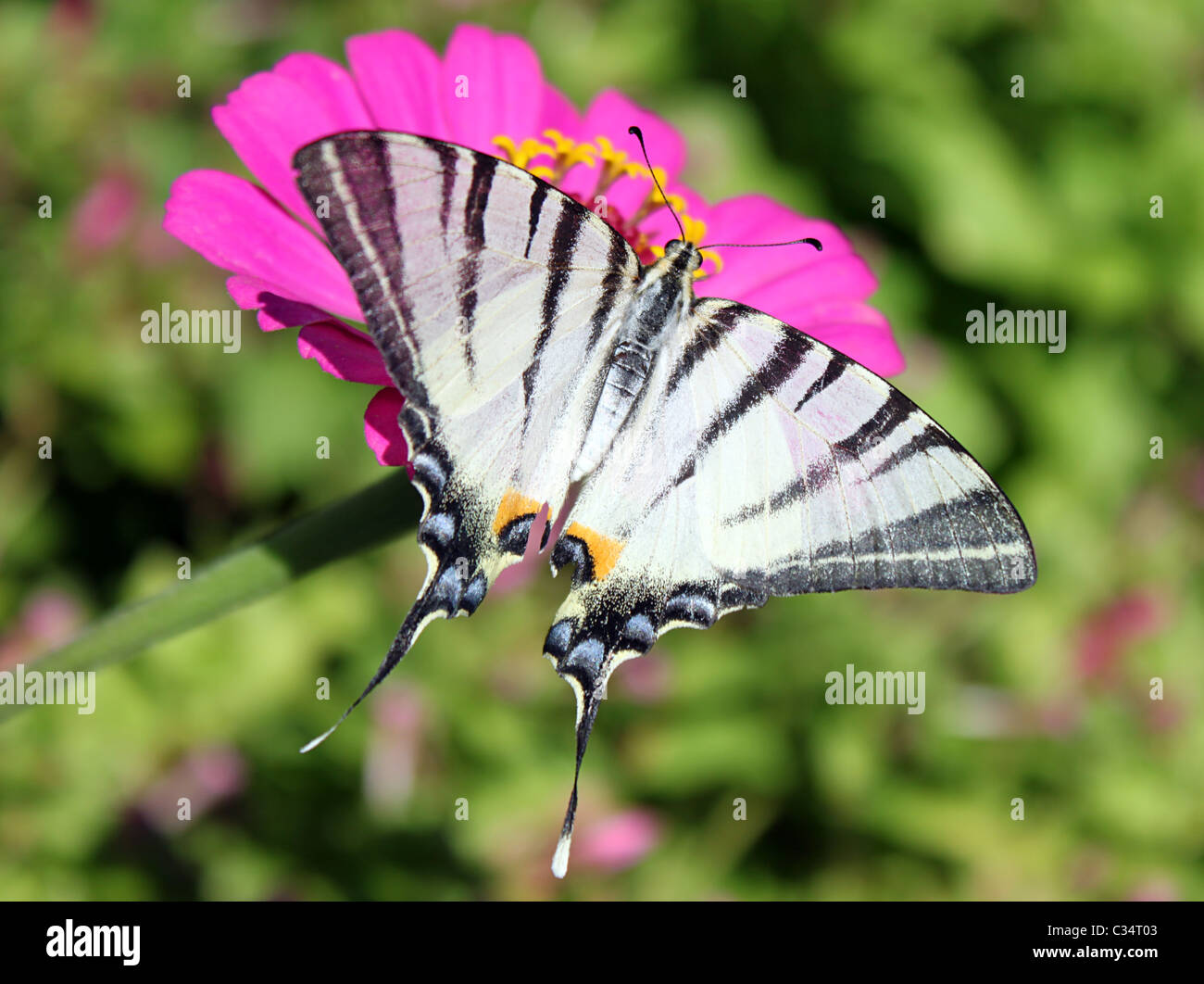 Swallowtail butterfly (rares) sur fleur (rose zinnia) Banque D'Images