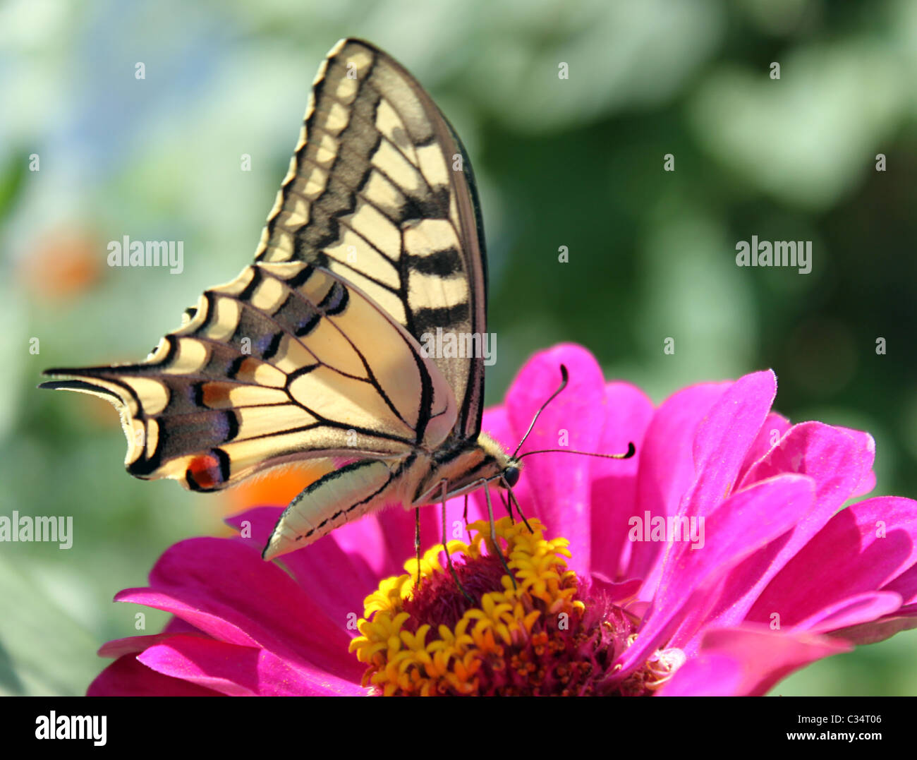 Papilio Machaon (papillon) sur zinnia violet Banque D'Images