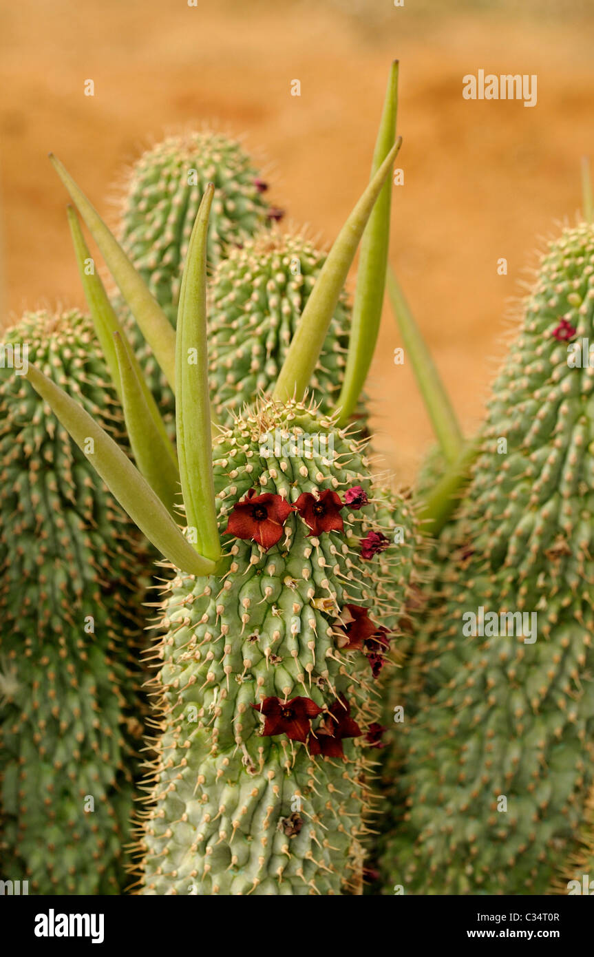 L'Hoodia pilifera avec fleurs et de capsules de graines, succulentes, pépinière Vanrhynsdorp, Western Cape, Le Namaqualand, Afrique du Sud Banque D'Images