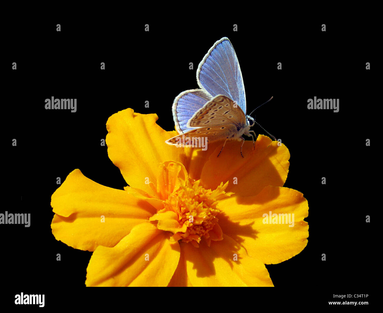Butterfly (lycaenidae) sur marigold sur fond noir Banque D'Images
