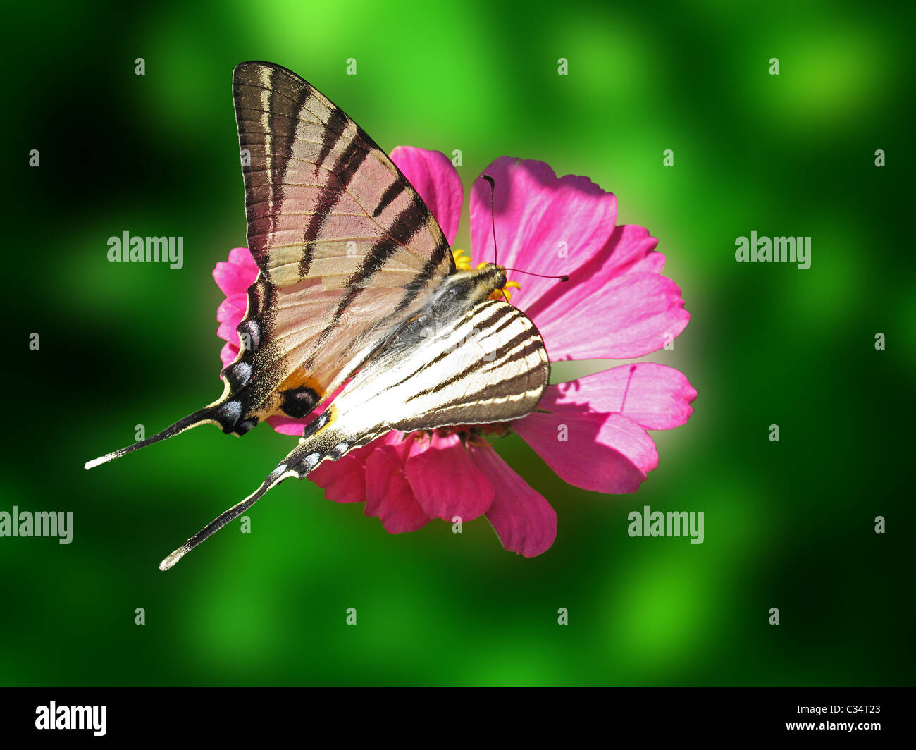 Swallowtail butterfly (rares) sur fleur (rose zinnia) Banque D'Images