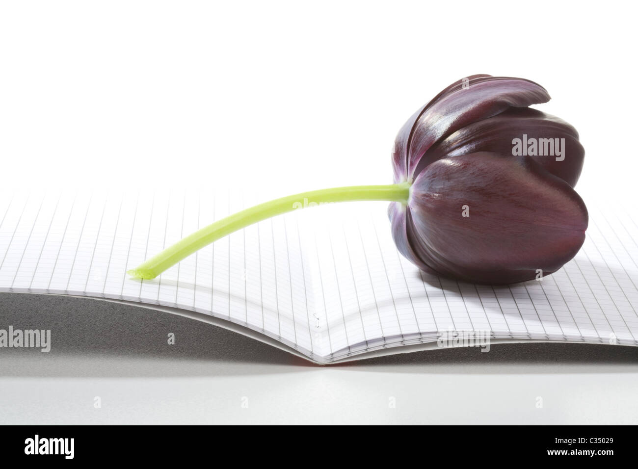 Tulipe noire, reine de la nuit, sur un ordinateur portable Banque D'Images