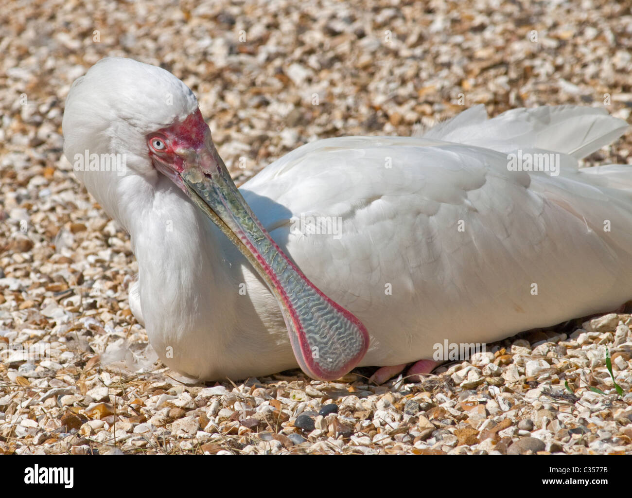 Spatule d'Afrique (platalea alba) Banque D'Images