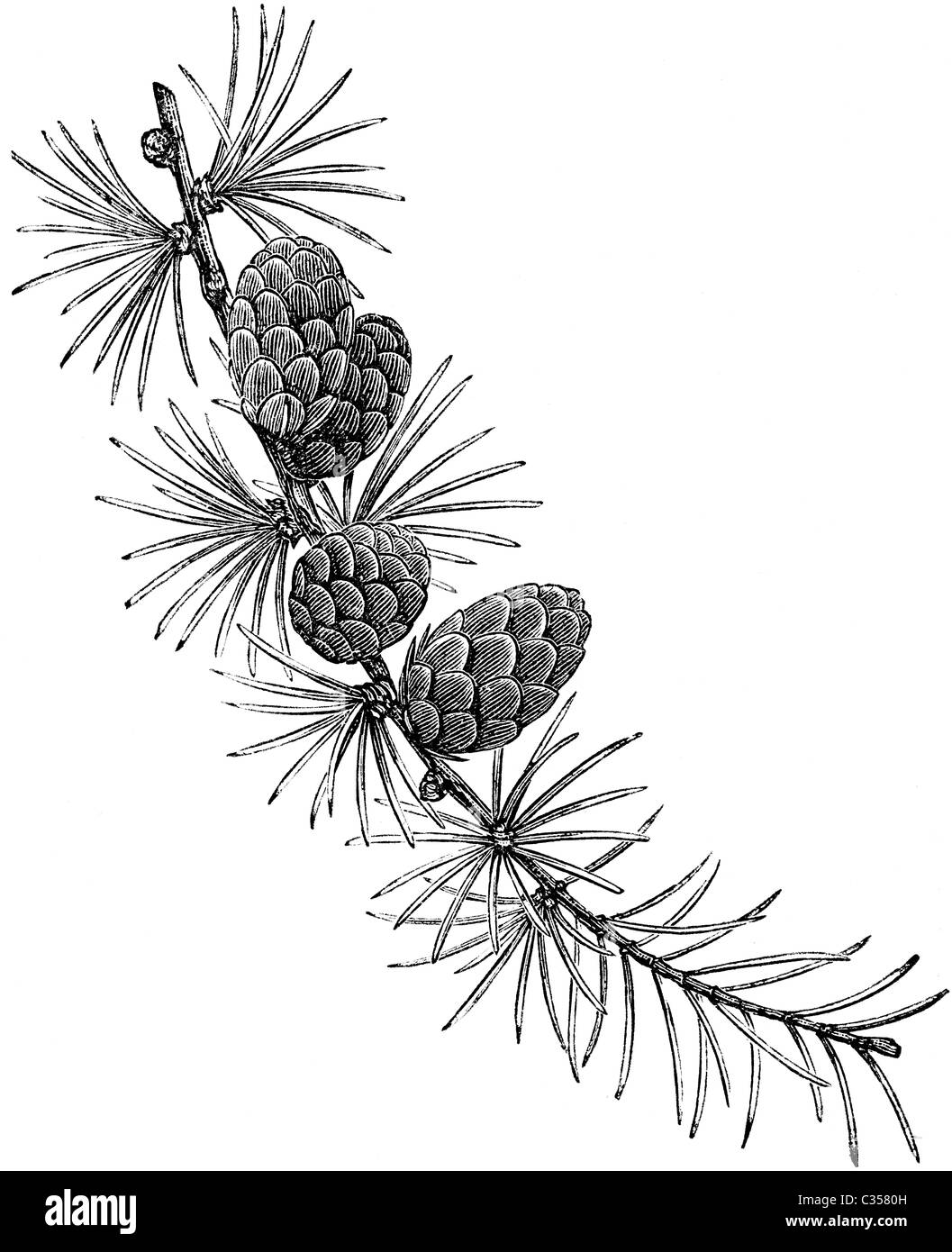 19ème siècle illustration de livre, prises à partir de la 9e édition (1875) de l'Encyclopédie Britannique, de la Direction générale de mélèze (Larix Europaea) Banque D'Images