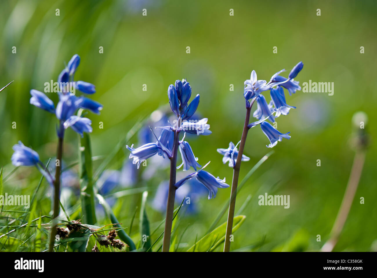 Bluebell Banque D'Images
