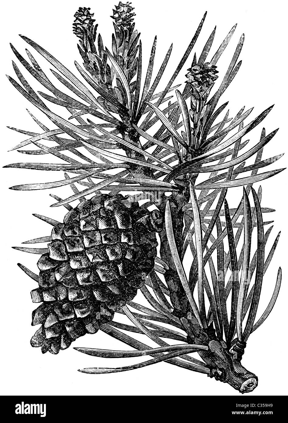 19ème siècle illustration de livre, prises à partir de la 9e édition (1875) de l'Encyclopédie Britannique, de Scotch Sapin (Abies alba, Pectinata) Banque D'Images