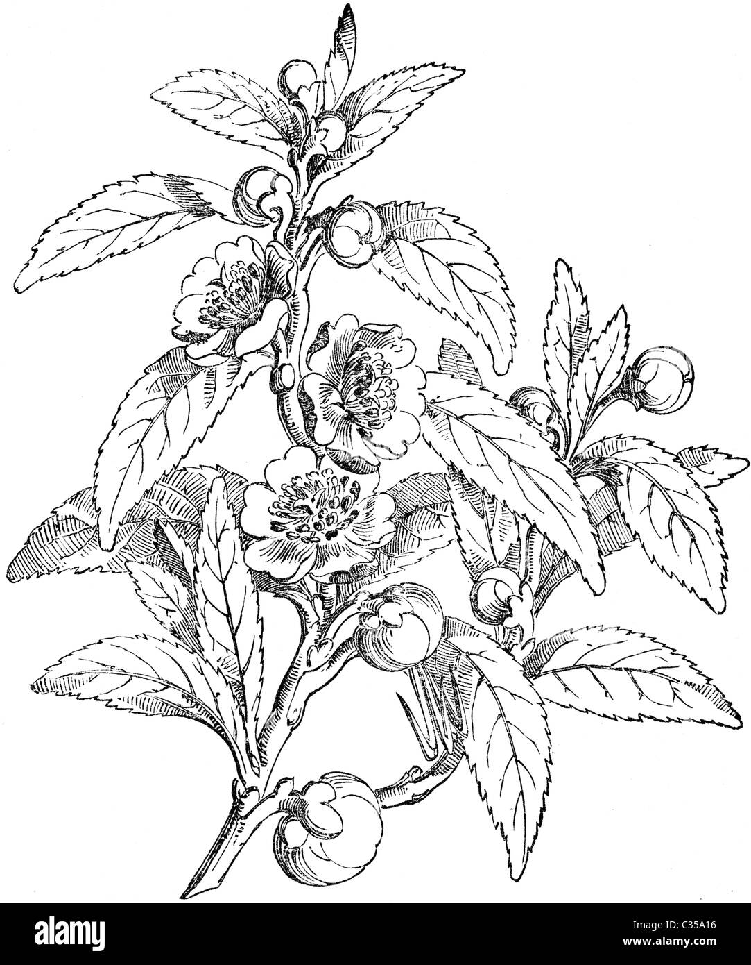 19ème siècle illustration de livre, prises à partir de la 9e édition (1875) de l'Encyclopédie Britannique, d'Tea-Plant (Thea Sinensis) Banque D'Images