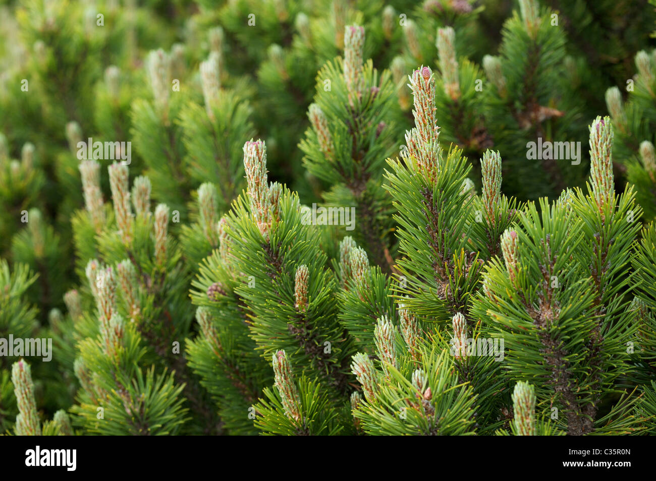 Pine, Pinus mugo, Trentin-Haut-Adige, Italie, Europe Banque D'Images