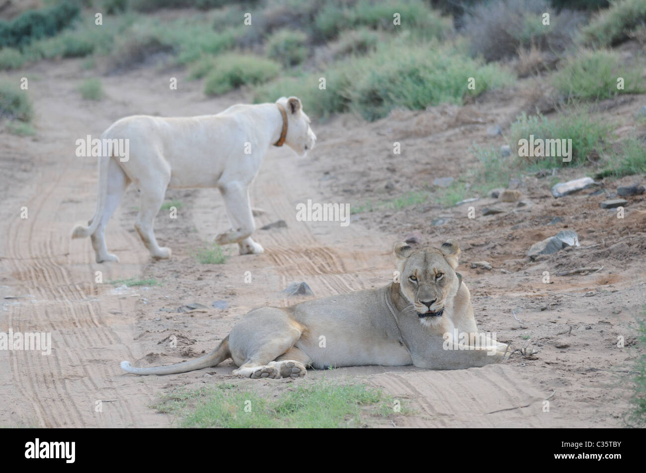 Lion Blanc Aux Yeux Bleus Banque D Image Et Photos Alamy Lion Blanc Aux Yeux Bleus Banque D Image Et Photos Alamy