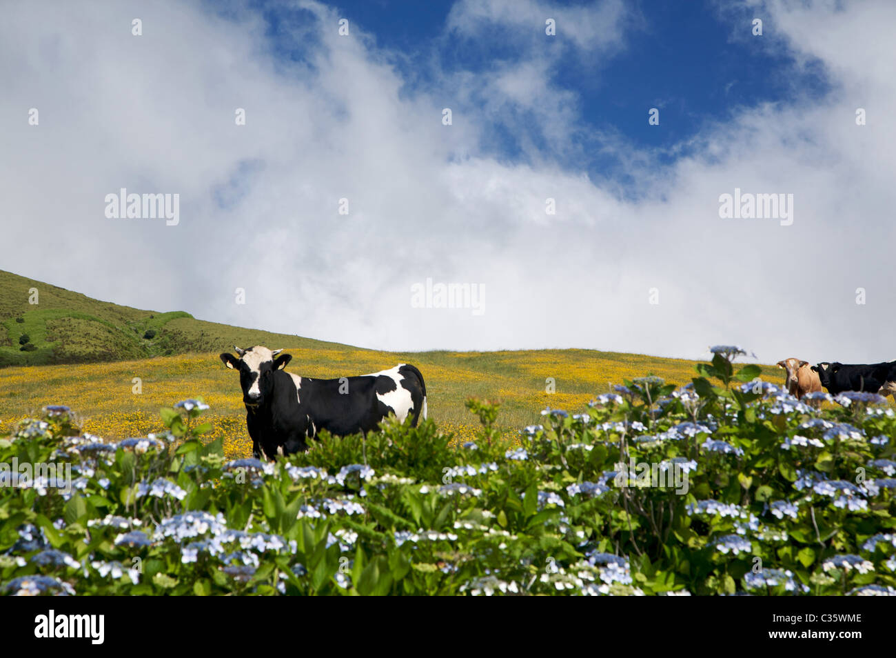 Vache avec l'hydrangea floraison, Fajal, île des Açores, Portugal, Europe Banque D'Images