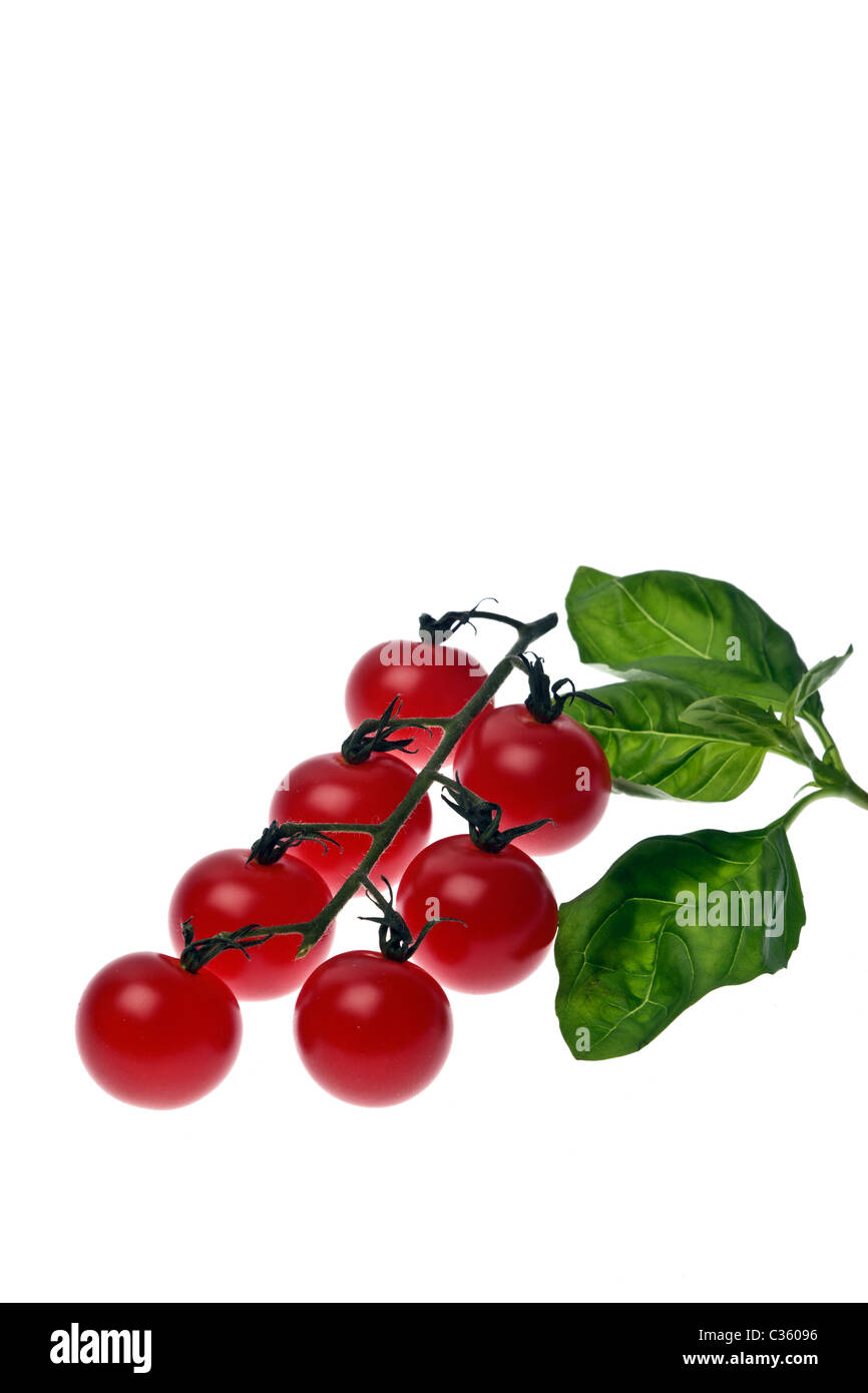 Les tomates cerise et les feuilles de basilic sur un fond blanc. Banque D'Images