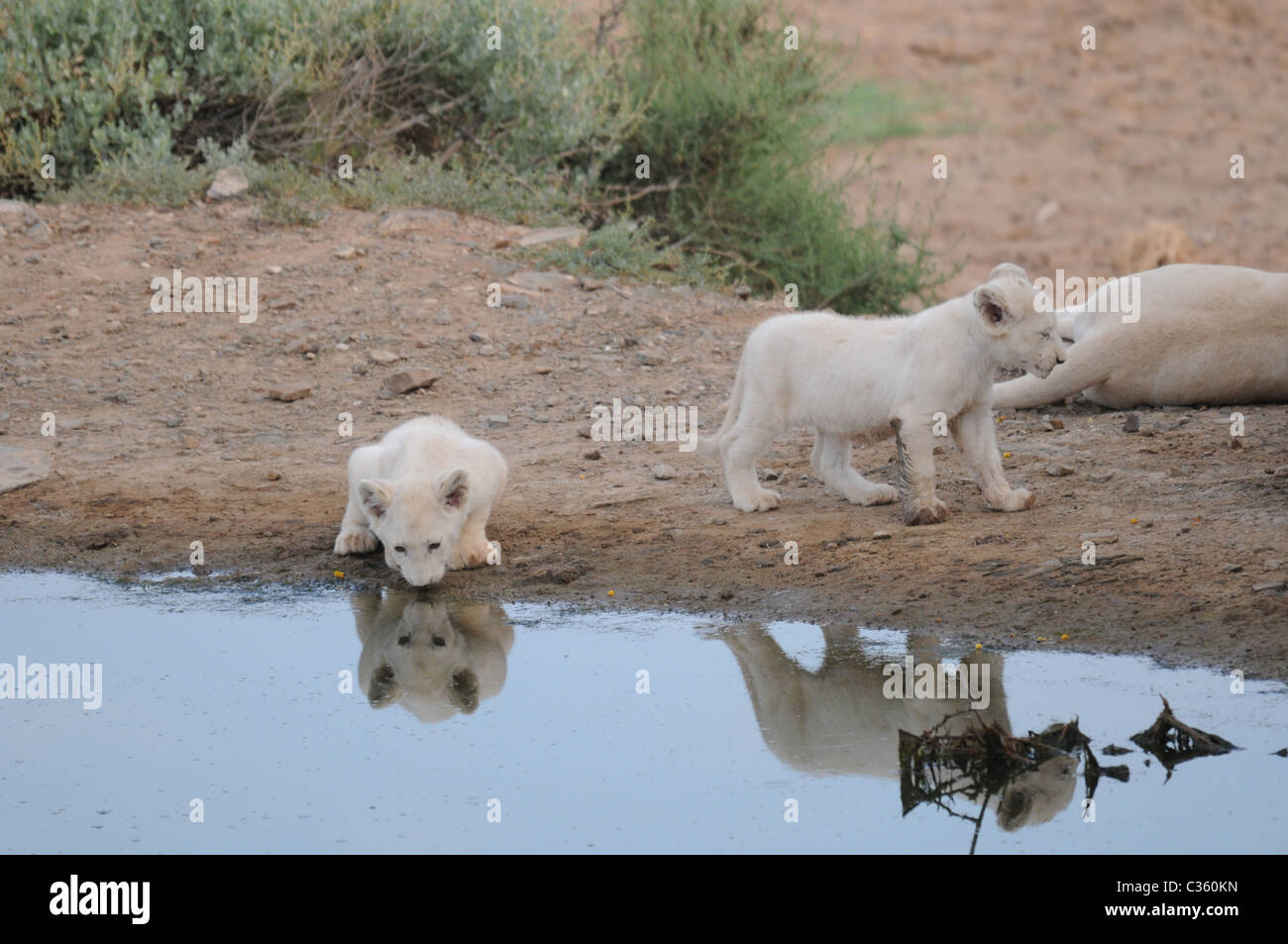 Deux magnifiques lionceaux blancs à Sanbona Wildlife Reserve, Afrique du Sud. Ils ne sont que 8 semaines Banque D'Images