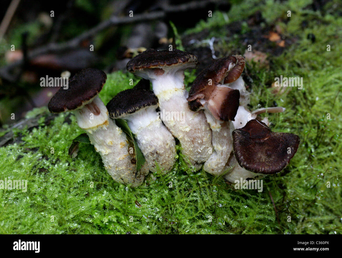 Miel foncé champignon Armillaria, solidipes, Physalacriaceae. (Armillaria ostoyae, Armillariella ostoyae, Armillariella solidipes) Banque D'Images