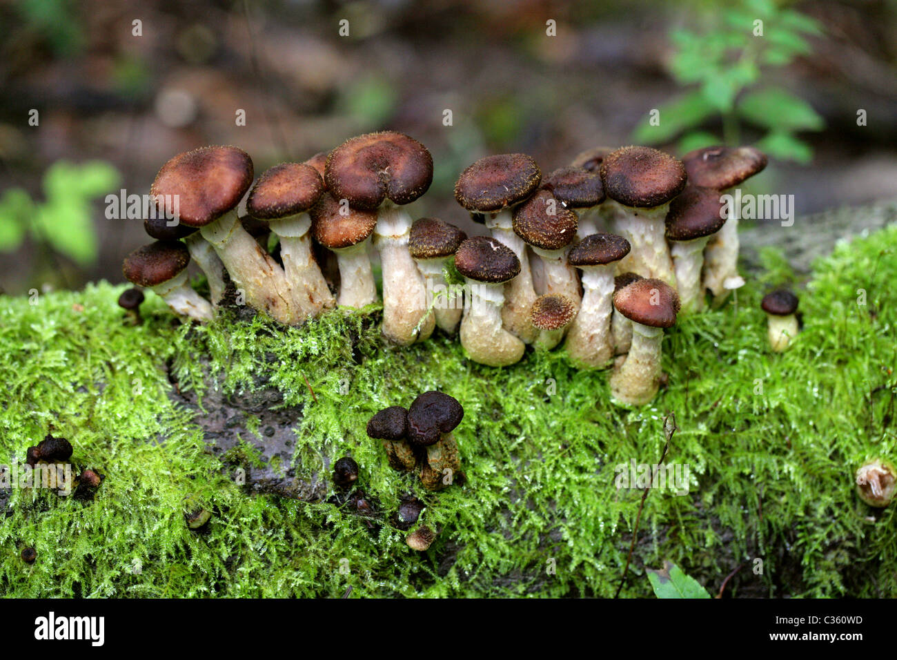 Miel foncé champignon Armillaria, solidipes, Physalacriaceae. (Armillaria ostoyae, Armillariella ostoyae, Armillariella solidipes) Banque D'Images