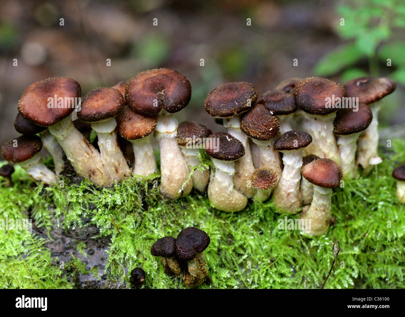 Miel foncé champignon Armillaria, solidipes, Physalacriaceae. (Armillaria ostoyae, Armillariella ostoyae, Armillariella solidipes) Banque D'Images