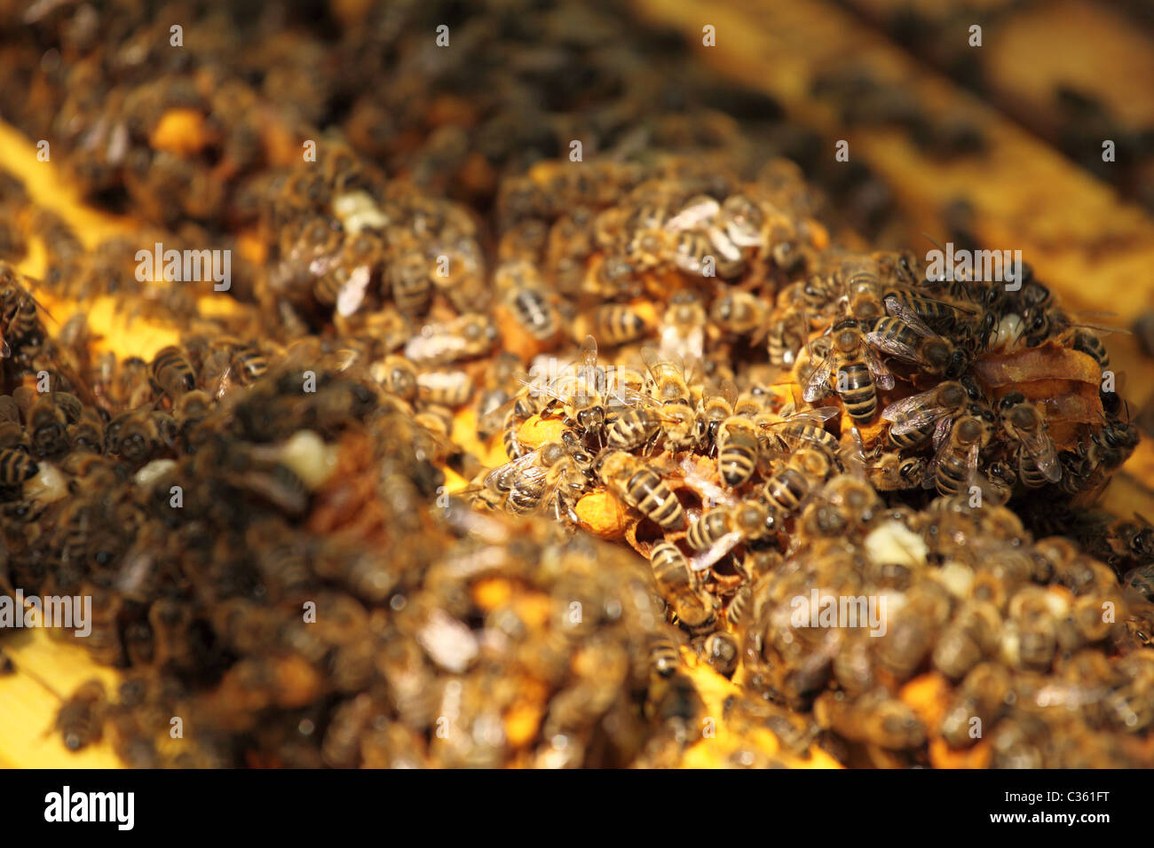 Colonie d'abeilles à miel de l'Ouest dans la ruche. Banque D'Images