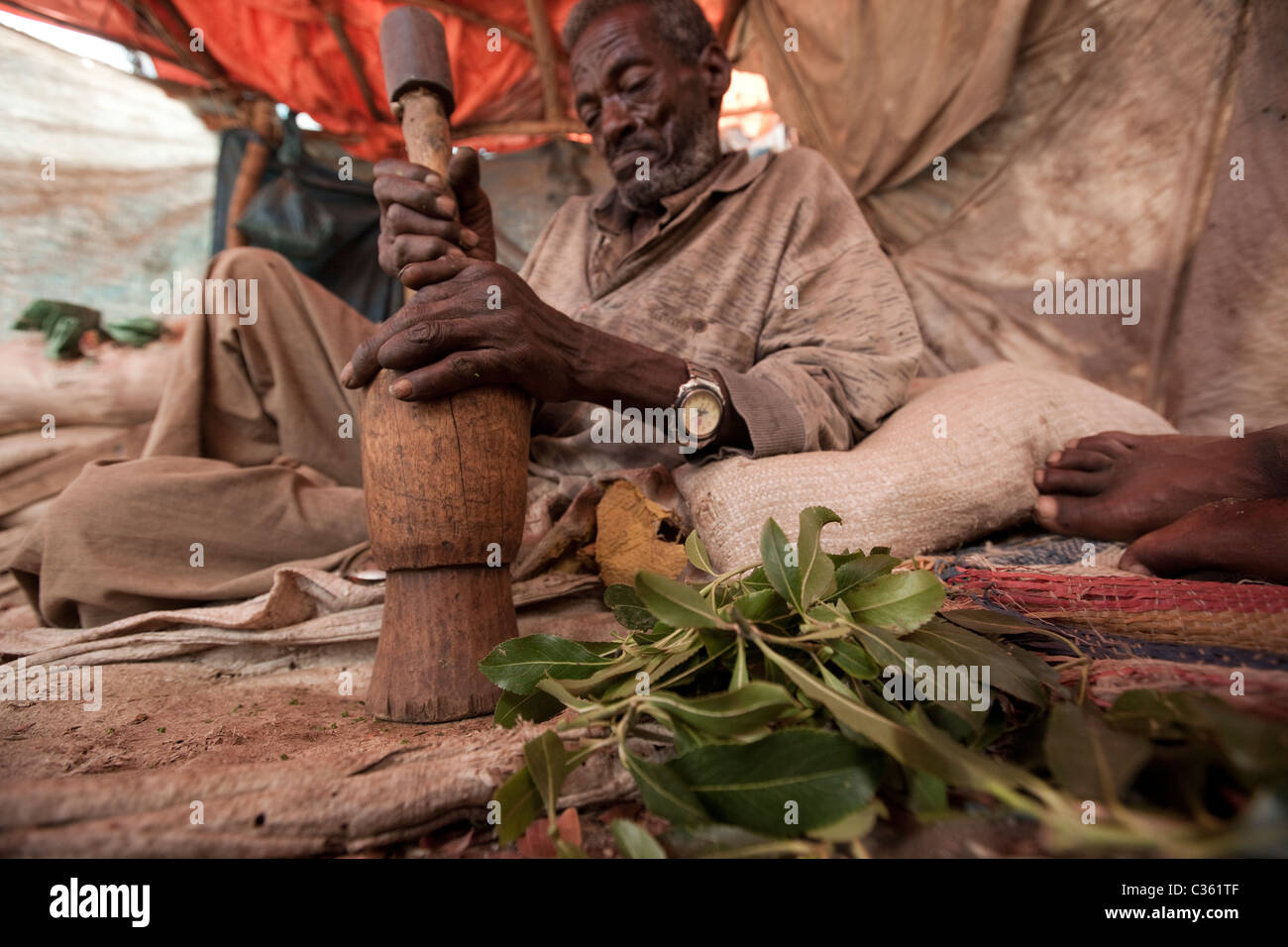 Le khât chewer martelant des feuilles - Vieille ville de Harar, Ethiopie, Afrique Banque D'Images