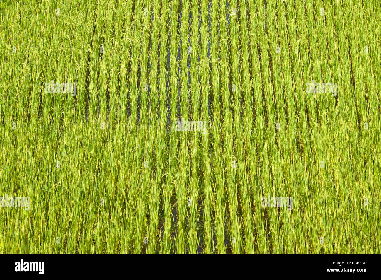 Paddy field madagascar Banque de photographies et d’images à haute ...