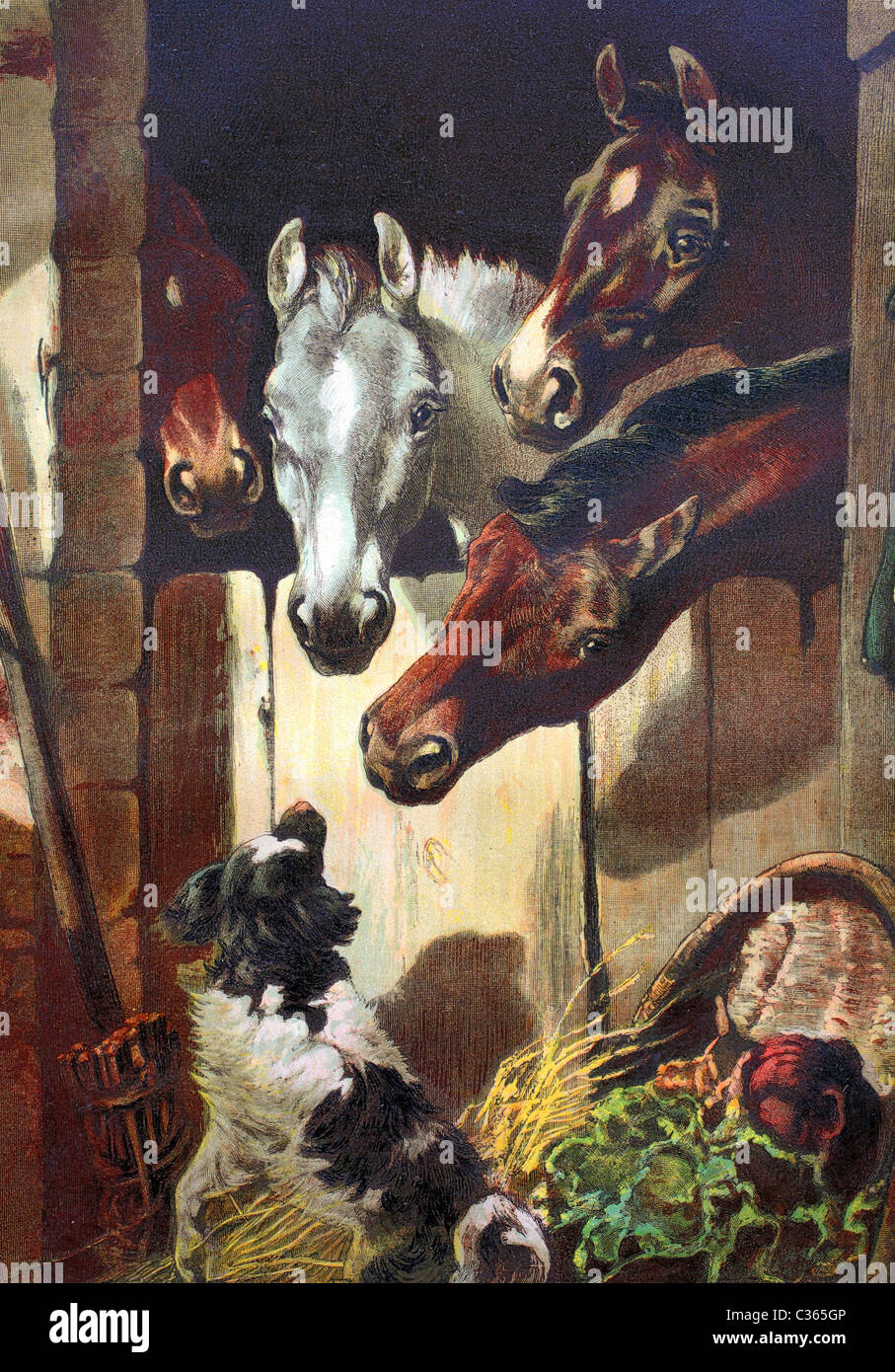 Les poulains et les chevaux dans l'étable Banque D'Images