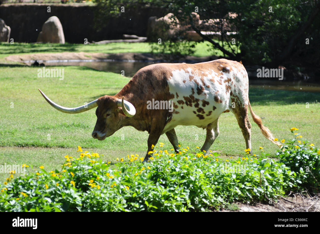 Un Texas Longhorn steer et le pâturage de marche Banque D'Images