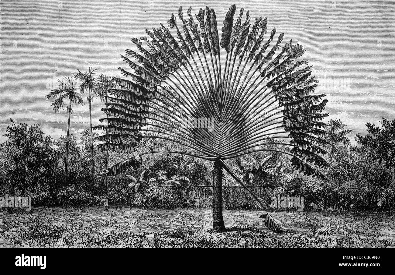 La célèbre Ravenala madagascariensis, arbre des gens du voyage, l'image historique 1886 Banque D'Images