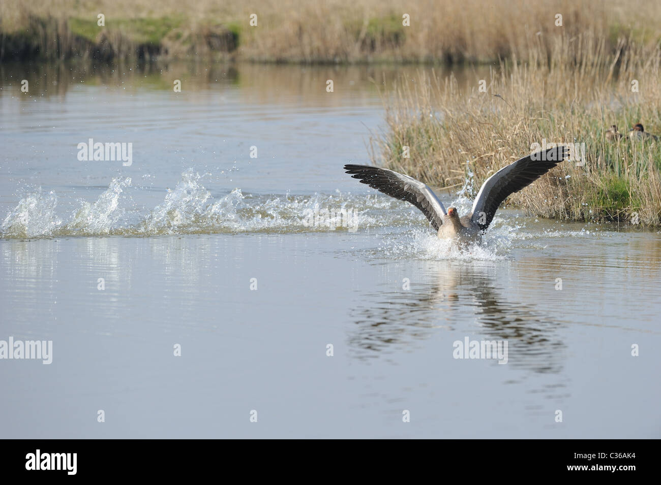 Lag Grey goose (Anser anser) les ailes battantes sur l'eau - Printemps - Uitkerke polders - Belgique Banque D'Images