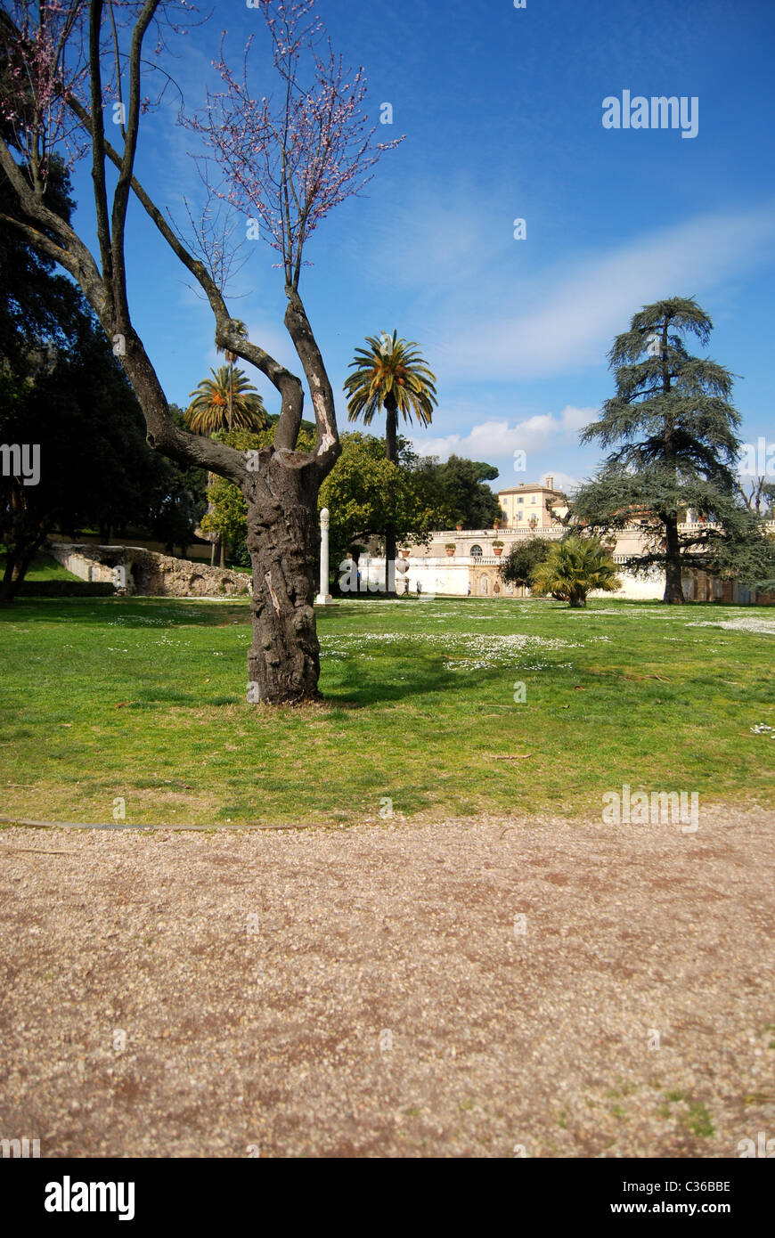 Arbre dans un parc de palmiers Banque D'Images