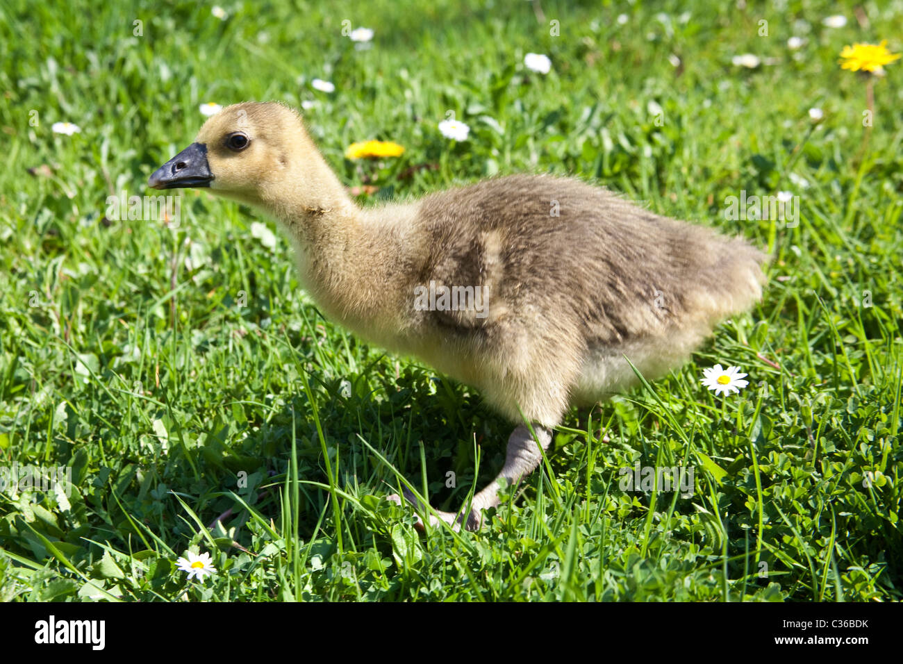 Toulouse Bebe Oies Ou Gosling S Sur L Herbe Hampshire Angleterre Royaume Uni Photo Stock Alamy