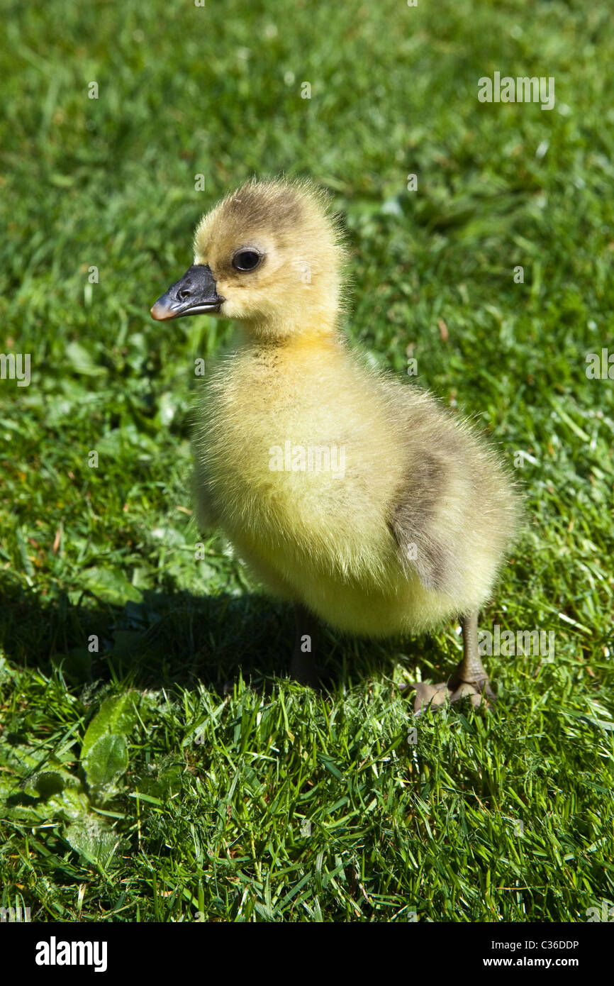 Bebe Nouveau Ne Gosling Toulouse Hampshire Angleterre Royaume Uni Photo Stock Alamy