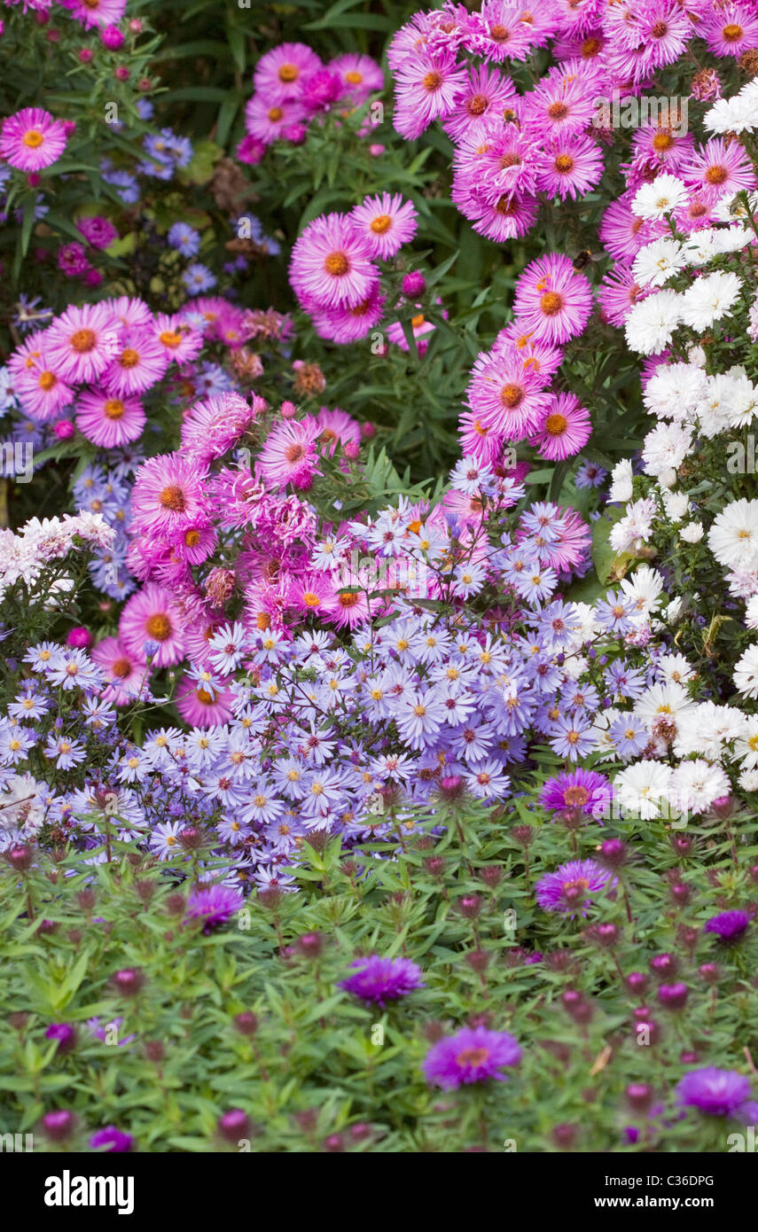 Asters mixtes Banque D'Images