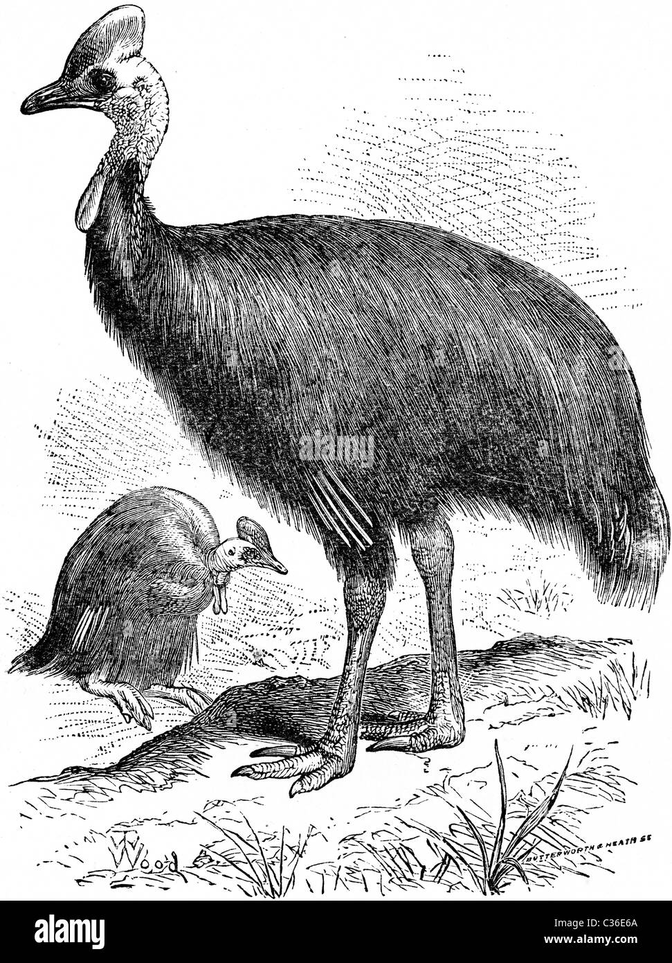 19ème siècle illustration de livre, prises à partir de la 9e édition (1875) de l'Encyclopédie Britannique, de crème Cassowary Banque D'Images