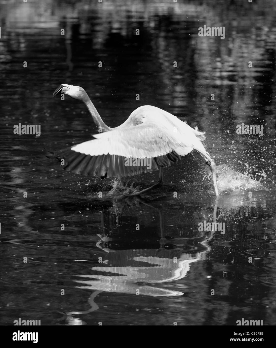 Flamants Roses au bord de lac Banque D'Images
