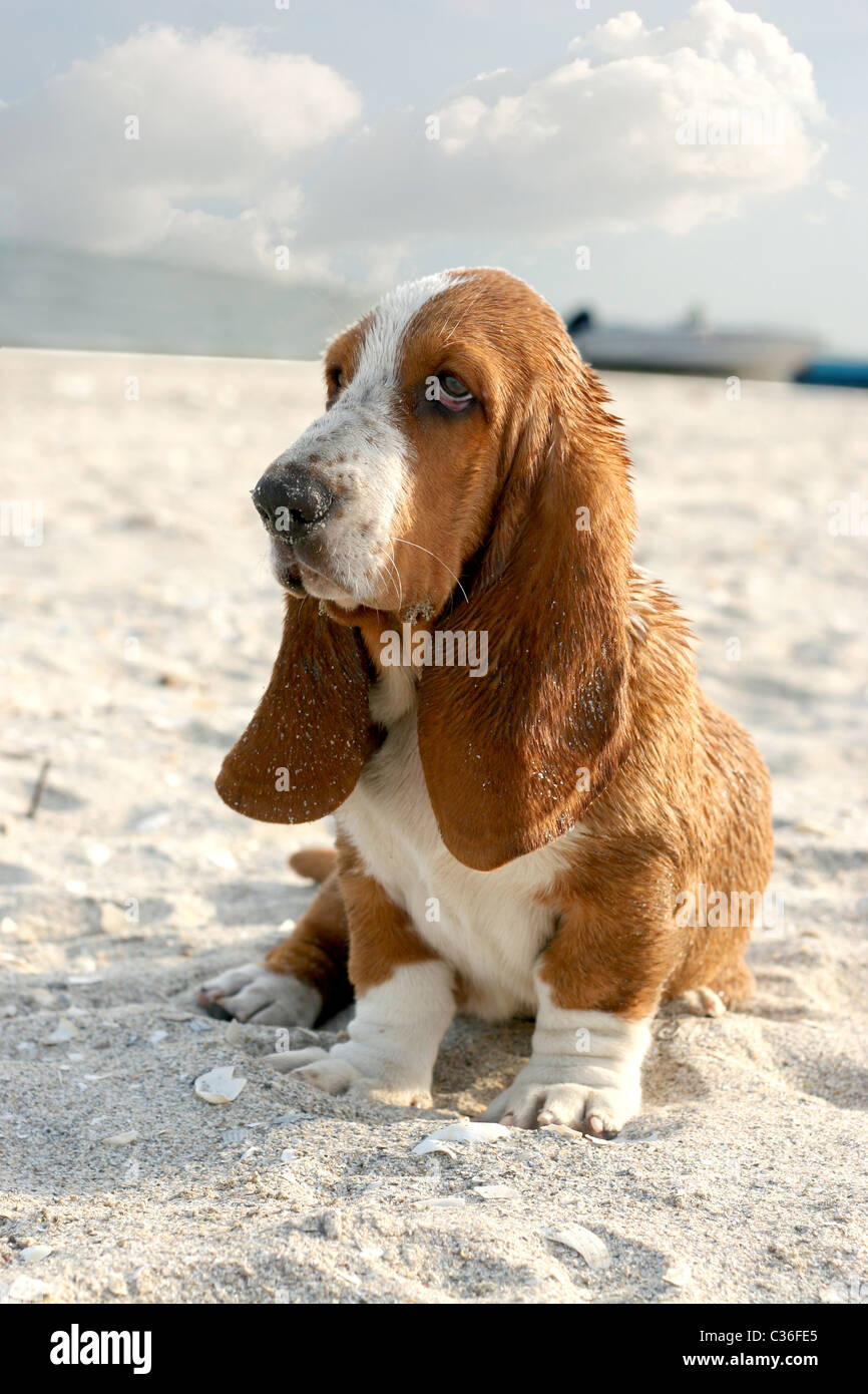 Chiot basset hound assis sur la plage de sable Banque D'Images