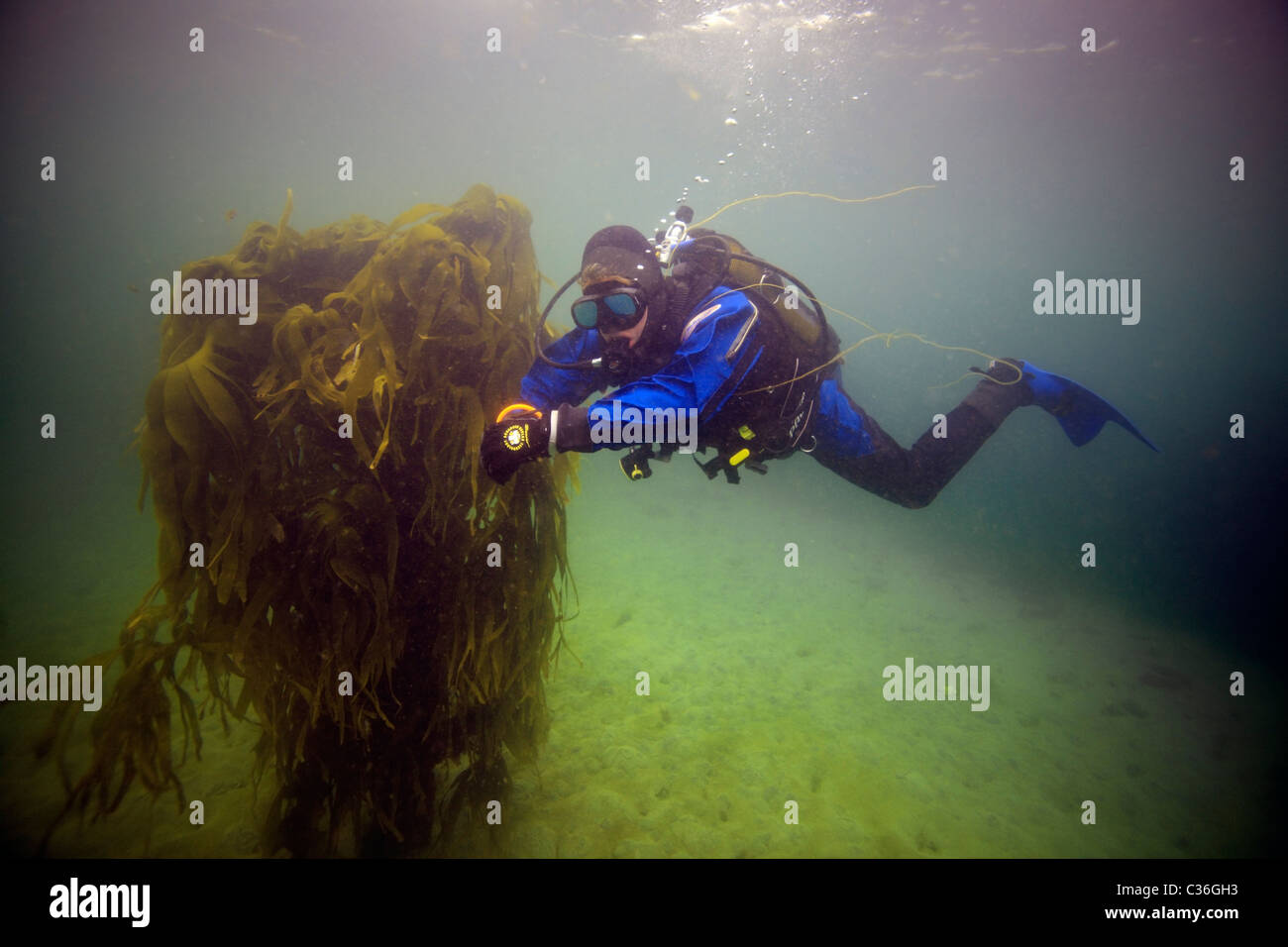 Un plongeur passe une partie de l'épave de l'envahi par la Lycie, l'un des blockships à barrière Churchill No.2, Scapa Flow, Orkney Banque D'Images