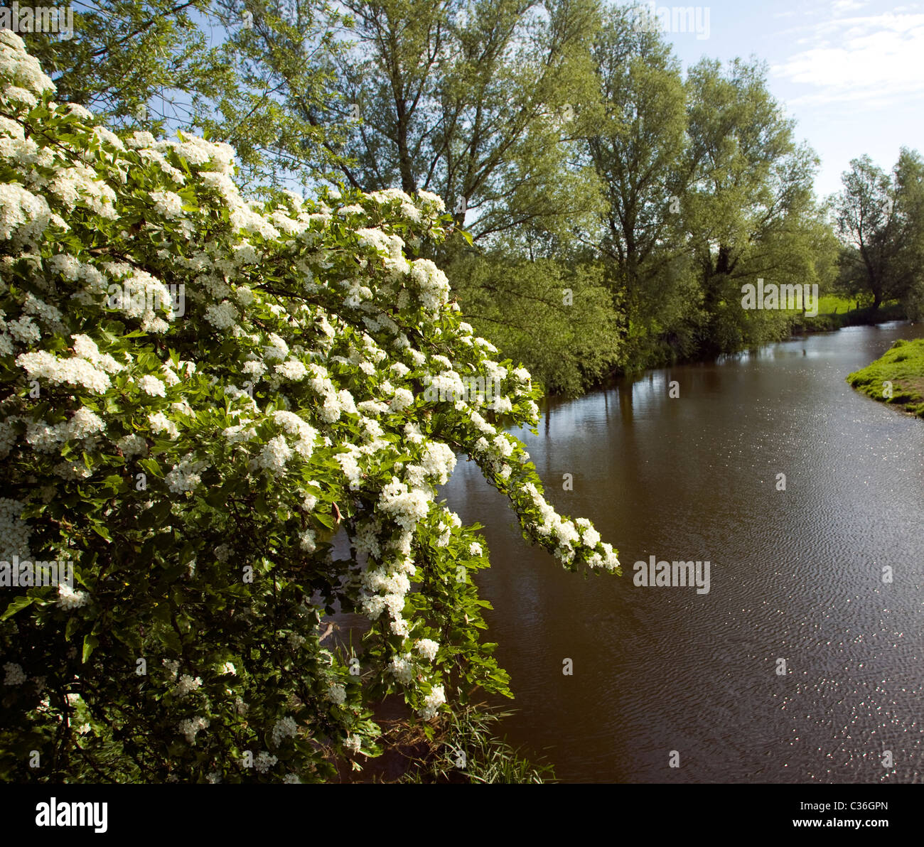 Fleur de printemps bush River Stour Dedham Vale Suffolk Angleterre Essex frontière Banque D'Images