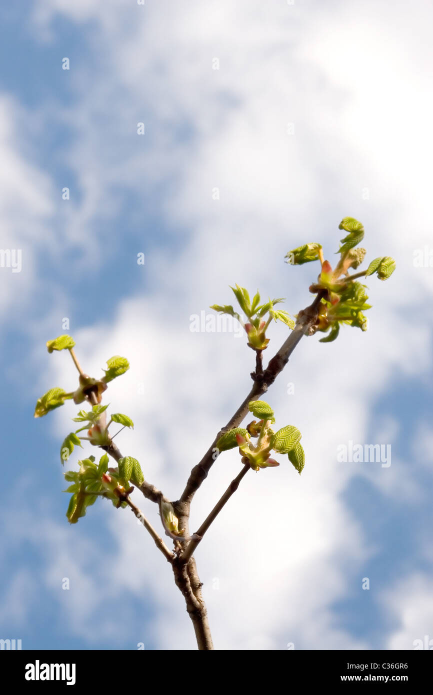 Temps de printemps, détail de châtaigniers, de feuilles et de fleurs Banque D'Images