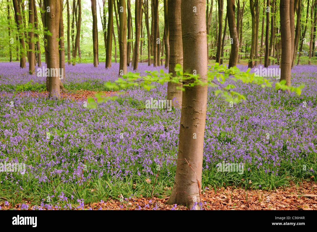 Un tapis de jacinthes dans un bois près de Micheldever, Hampshire. Banque D'Images