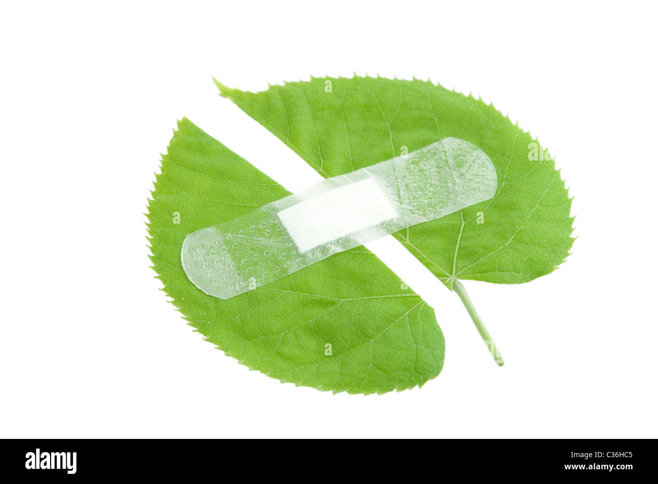 La protection de l'environnement, la feuille verte bandée avec tache blanche Banque D'Images