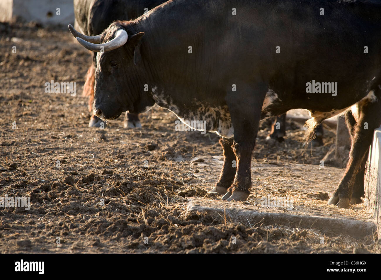 taureau-de-combat-espagnol-banque-de-photographies-et-d-images-haute
