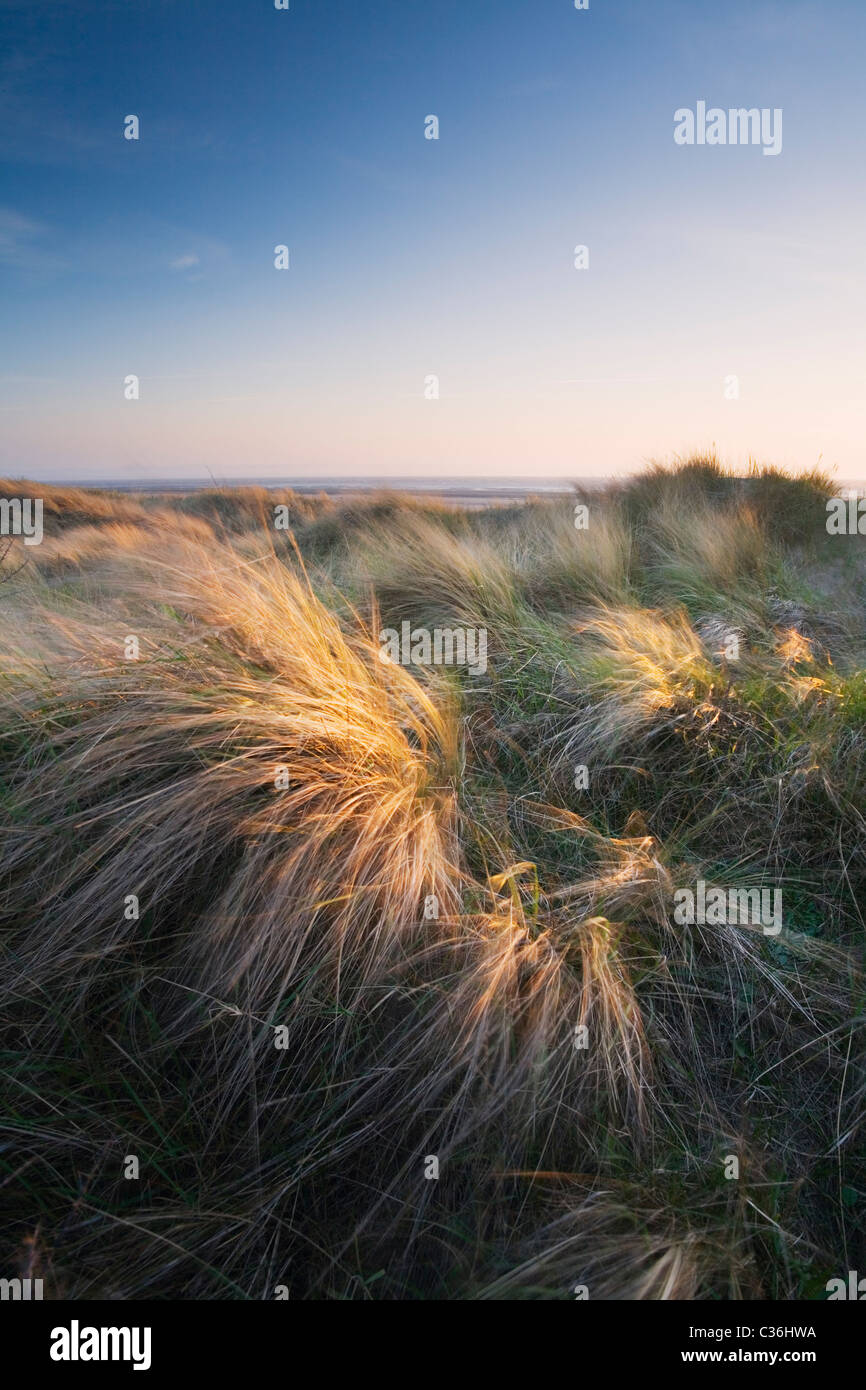 Berrow Dunes. Le Somerset. L'Angleterre. UK. Banque D'Images