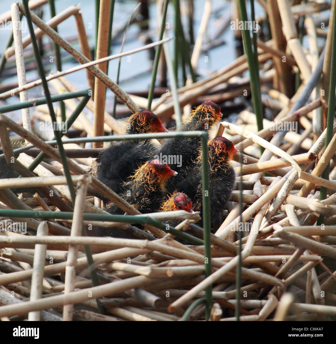 Foulque chicks on nest Banque D'Images