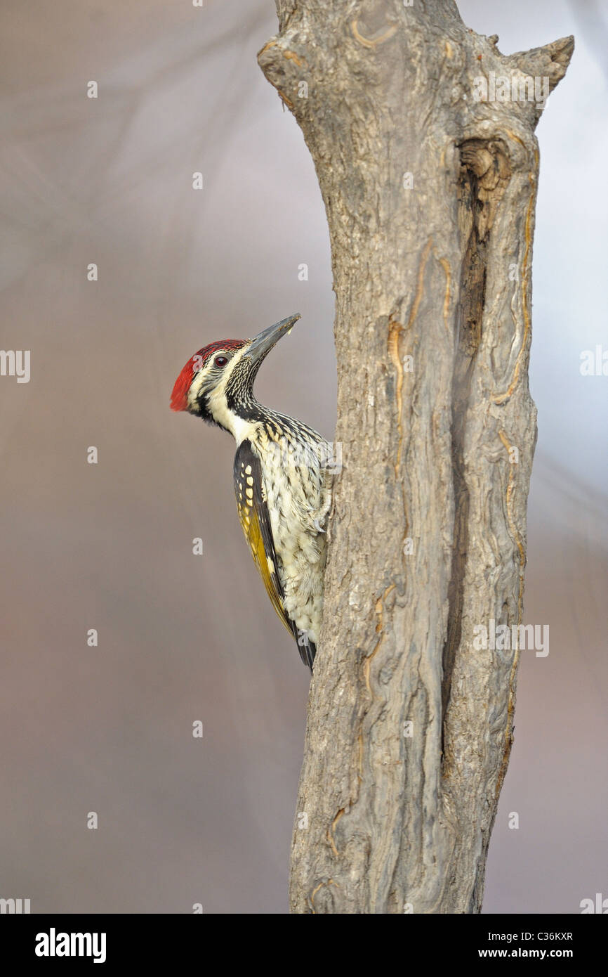 À croupion noir Flameback ou moindre Pic d'Or (Dinopium benghalense) sur un tronc d'arbre dans le parc national de Ranthambore, Banque D'Images