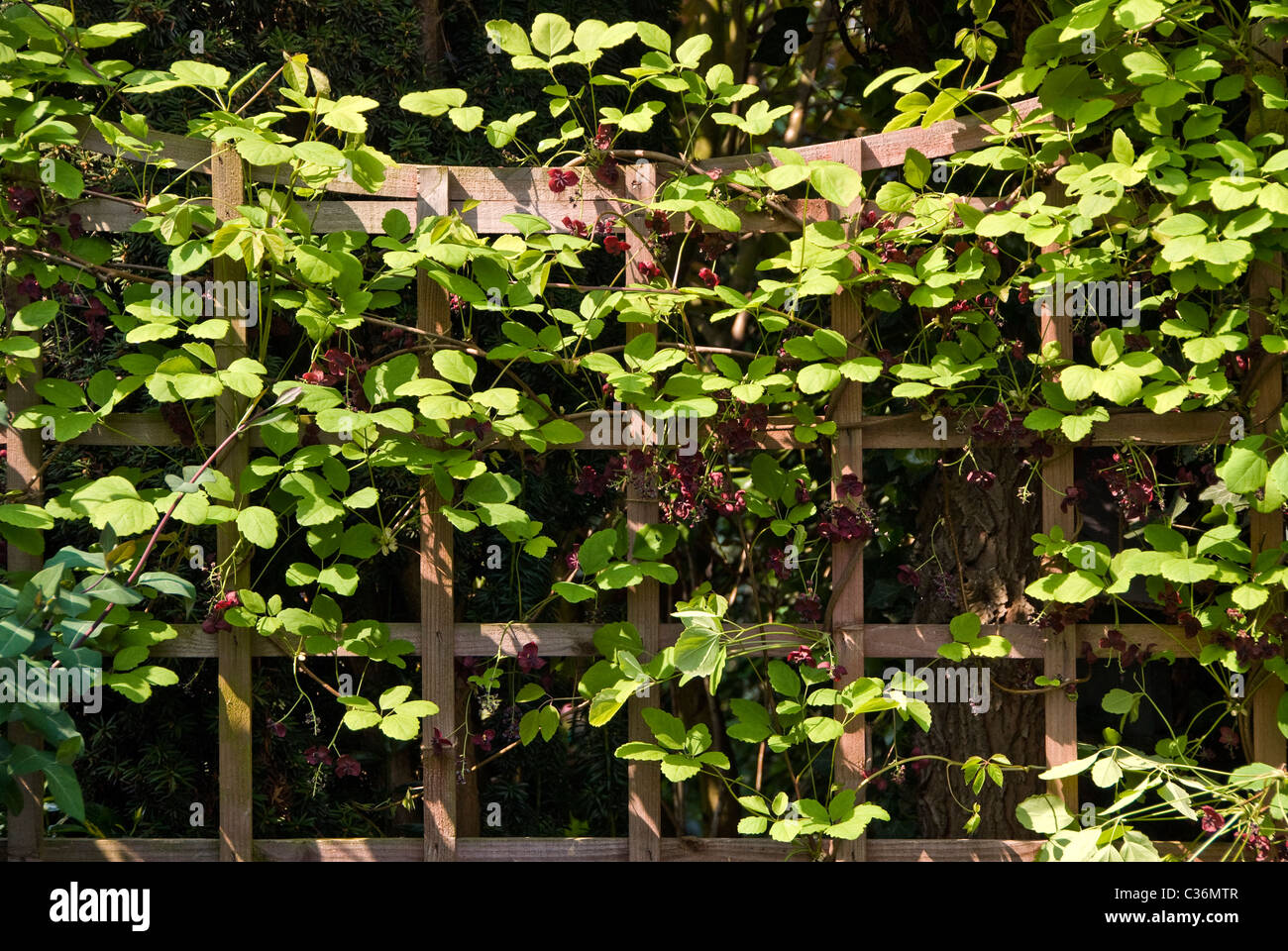 Avec Trellis Akebia quinata scrambling sur elle. Banque D'Images