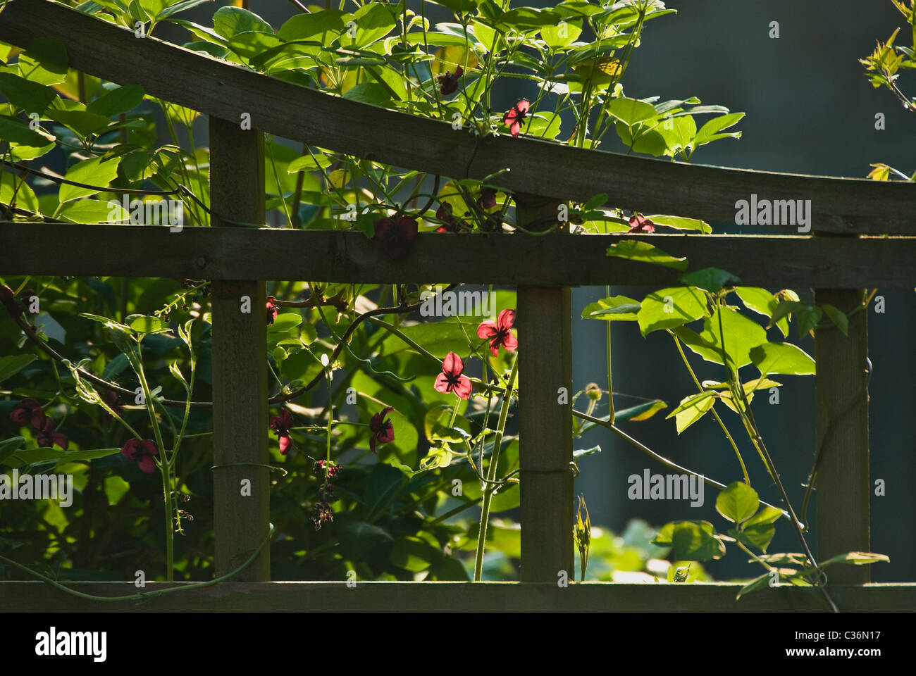 Avec Trellis Akebia quinata scrambling sur elle. Banque D'Images