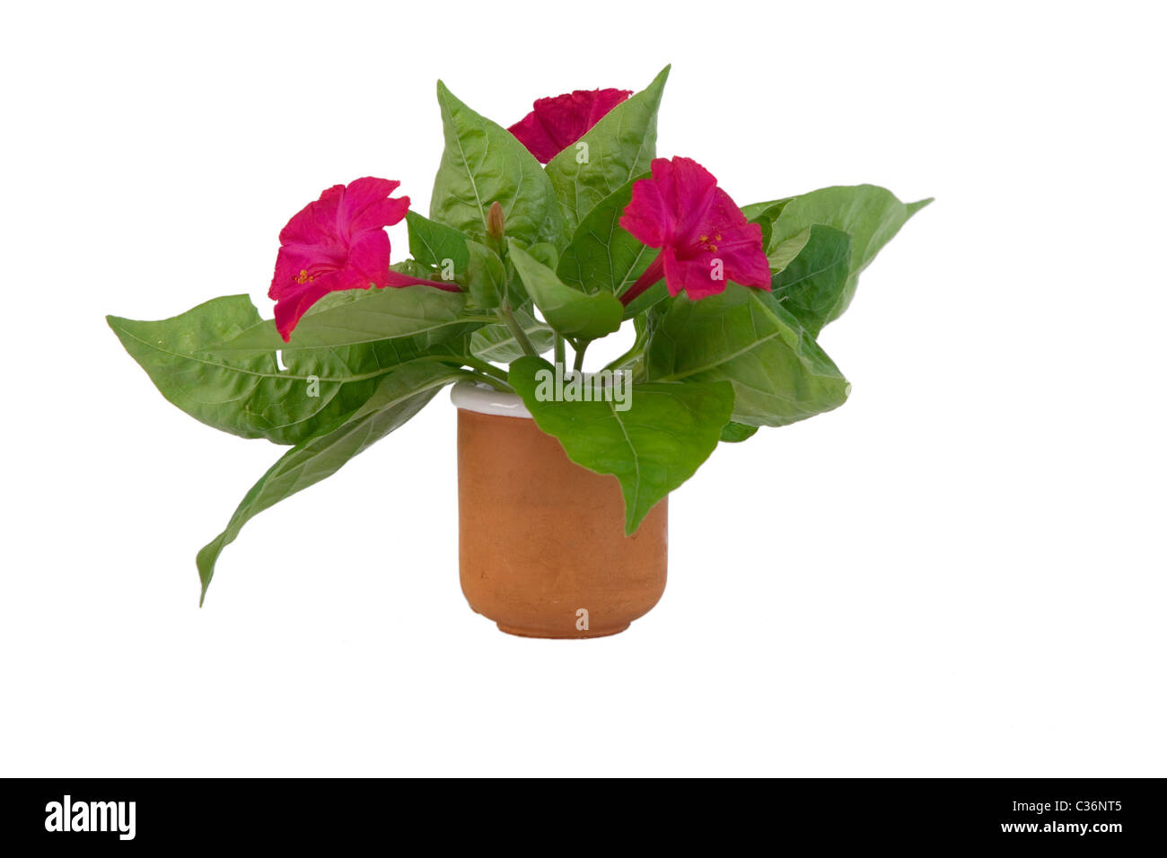 Bouquet de fleurs rouge fleuri sur fond blanc Banque D'Images