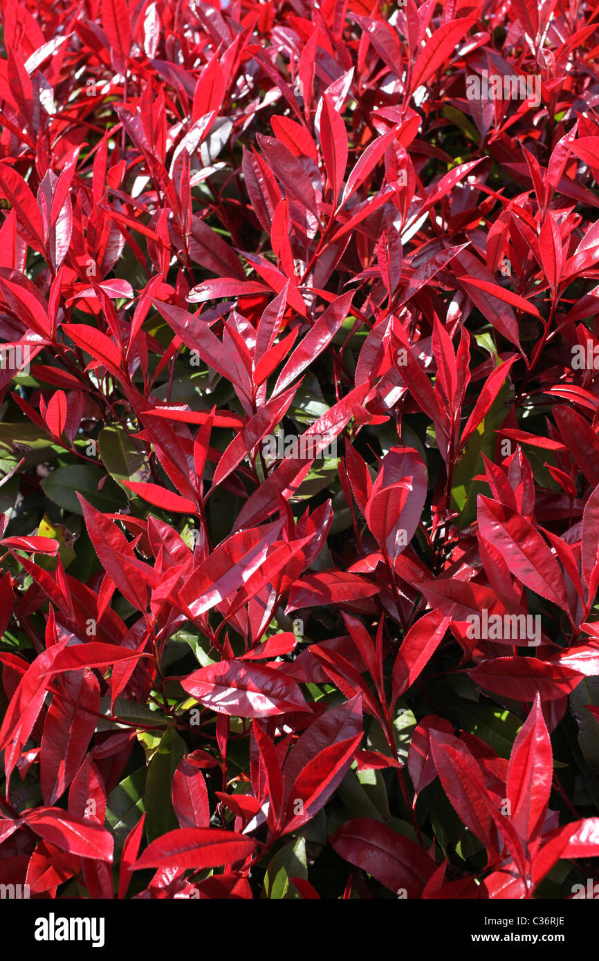 Red Robin, de l'arbuste au printemps avec les feuilles rouges Banque D'Images
