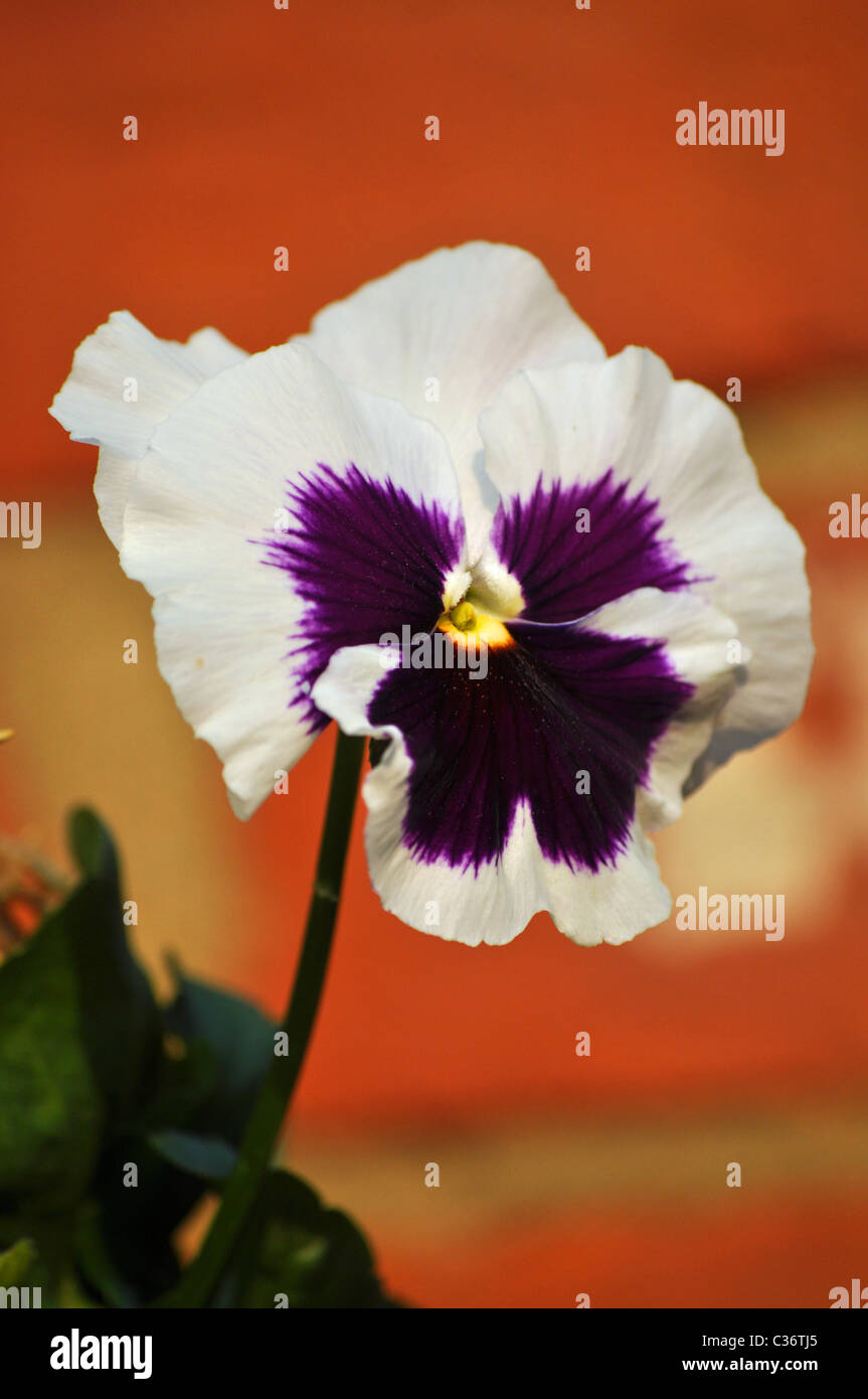 Blanc et violet pansy flower Banque D'Images